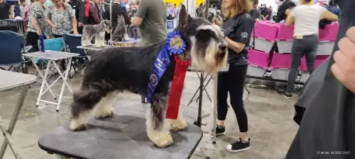 Nossos Campeões no Mundial