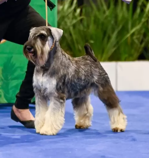 Barbut's Nens Nuada, filho do Barbut's Nens Hórus Horematawy e a Ch Brasileira Gossip Von Haus Viking, da criação da finada Suzanne Blum, o qual damos seguimento ao seu legado pela Gossip, a última de sua criação a seguir carreira em pista; seu filho em sua apresentação de estréia em pista posa em stay conquistando sua classificação no World Dog Show 2022