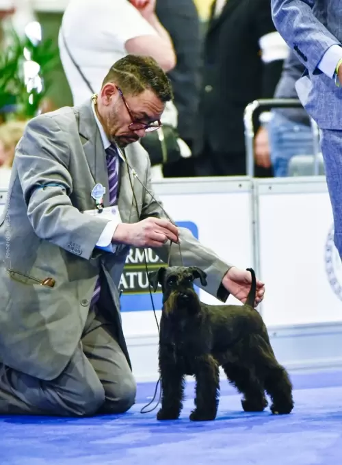 E-Frida da Boa Barba, filha do Ch brasileiro Milos da Boa Barba e a Ch brasileira Vega da Boa Barba, em sua estréia participando do grande evento Cinófilo World Dog Show 2022 no evento do Centenário da Confederação Brasileira de Cinofilia, em sua classificação apresentada pelo handler Emerson de Oliveira, obrigada por todos envolvidos e ao nosso parceiro Oscar Plentz do Canil Boa Barba pelo apoio neste evento.