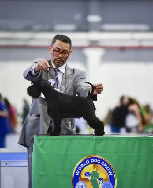 E-Frida da Boa Barba, filha do Ch brasileiro Milos da Boa Barba e a Ch brasileira Vega da Boa Barba, em destaque na mesa para sua avaliação, conquistando sua classificação, apresentada pelo handler Emerson de Oliveira