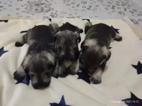 Machos